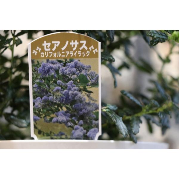 セアノサス (カリフォルニアライラック) ブルー 5号鉢 植木 苗木 寄せ