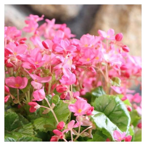 ベゴニア　クリスマスキャンドル 花苗　ゼラニウム　バラ ベゴニア クリスマスキャンドル 花苗 ゼラニウム バラ ベゴニア