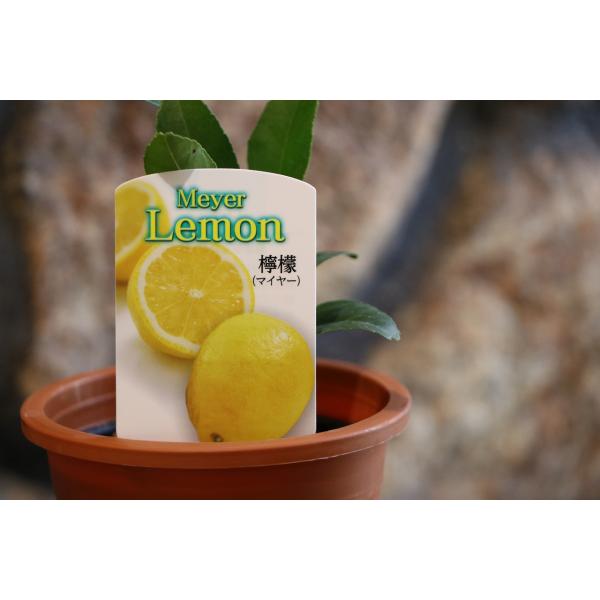 ザッキーページ✨マイヤーレモン苗木御希望2鉢 このまま落札です