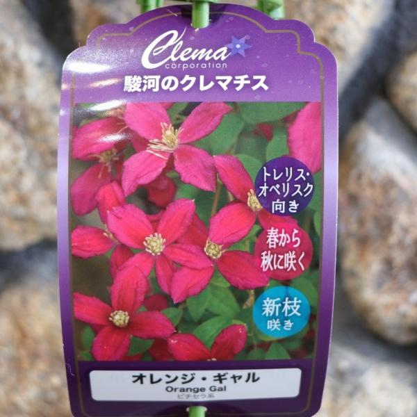駿河のクレマチス オレンジ・ギャル (ビチセラ系) 2年生苗 4号ロング
