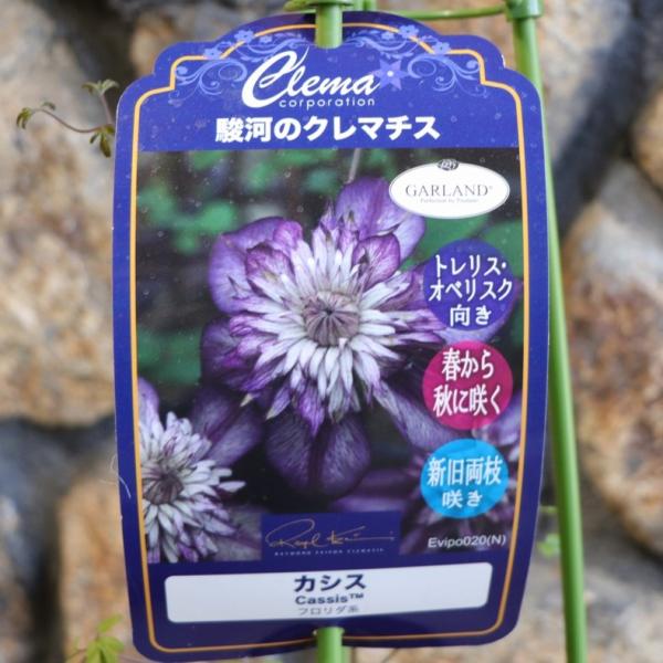gp-yamacho_clematis127