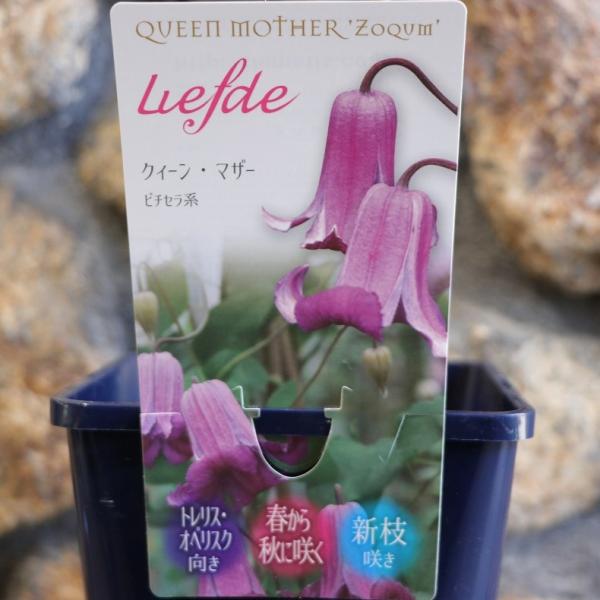 gp-yamacho_clematis138