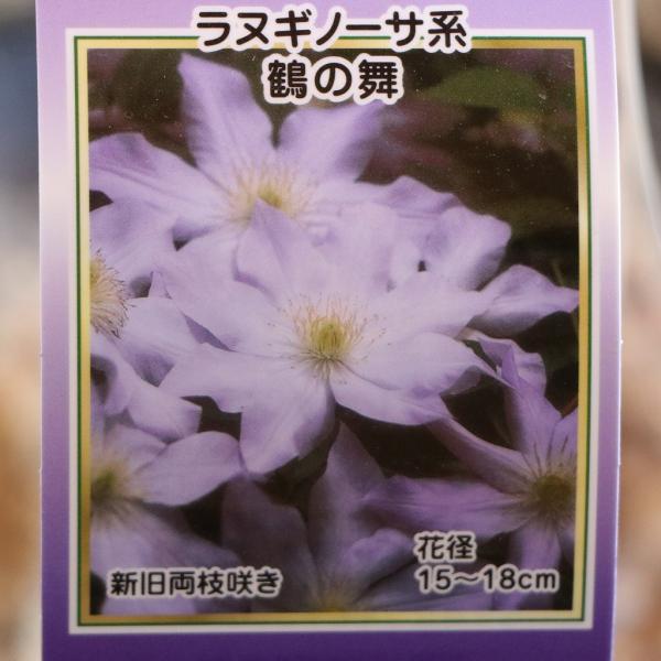 駿河のクレマチス 鶴の舞 (ラヌギノーサ系) 2年生苗 4号ロングポット苗