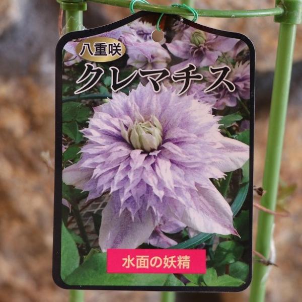 八重咲き クレマチス 水面の妖精 2年生苗 4号ロングポット苗 寄せ植え