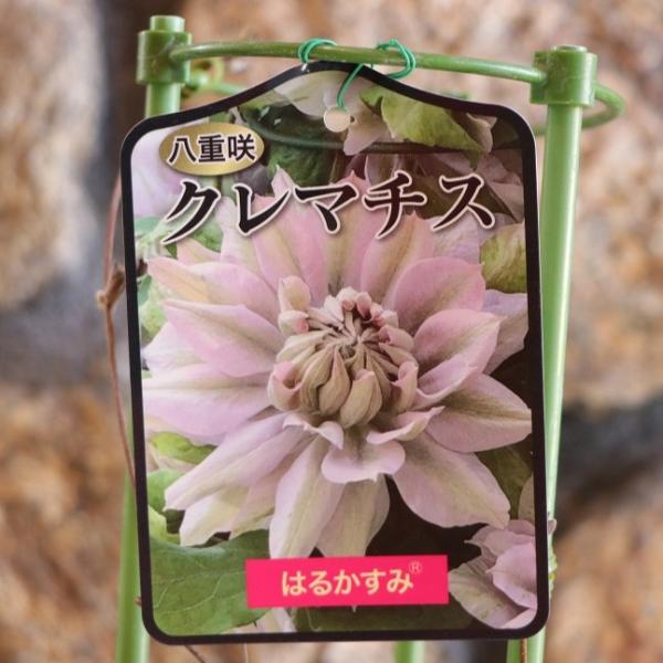 八重咲き クレマチス はるかすみ 2年生苗 4号ロングポット苗 寄せ植え