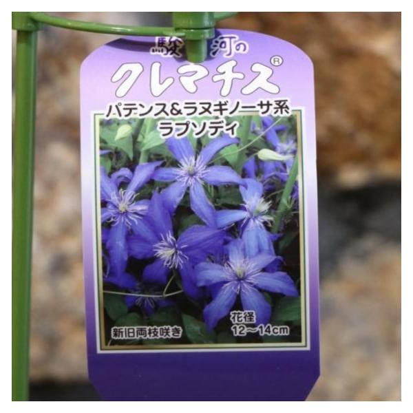 gp-yamacho_clematis32