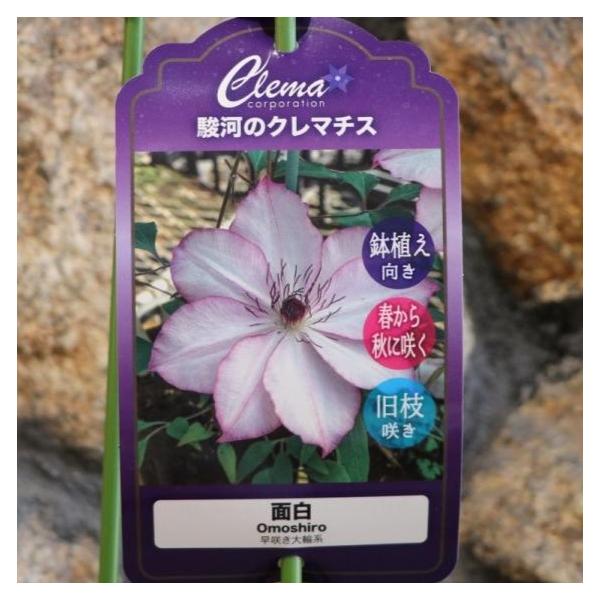 gp-yamacho_clematis6