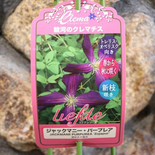 プレミアムクレマチス ジャックマニー・パープレア (遅咲き大輪系) 2