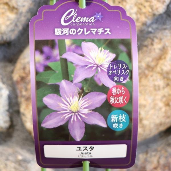 週末限り_クレマチス苗　レア　入手困難 2 gp-yamacho_clematis90
