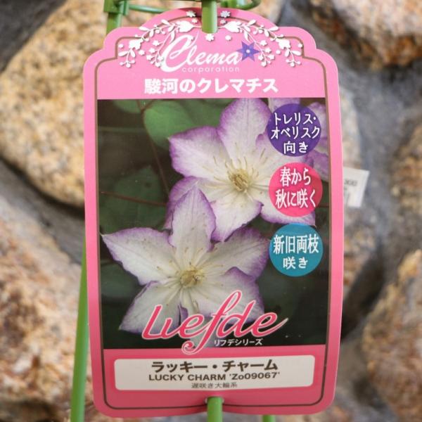 gp-yamacho_clematis95