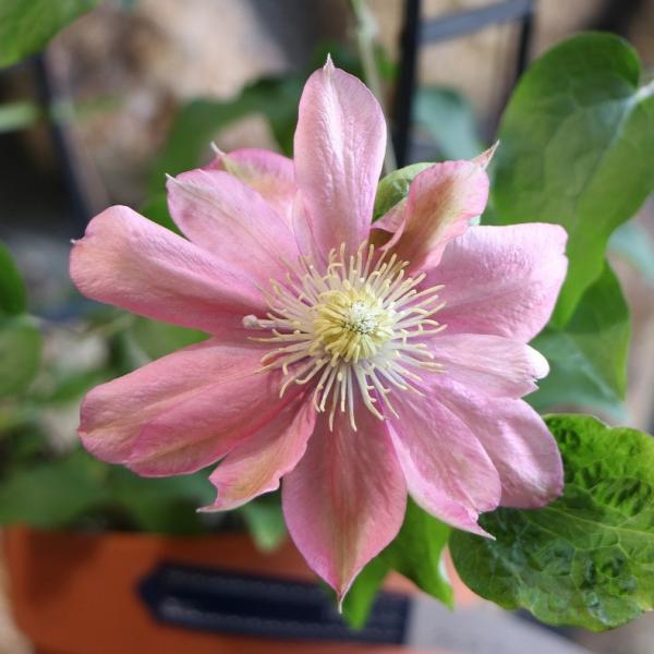 gp-yamacho_clematis98