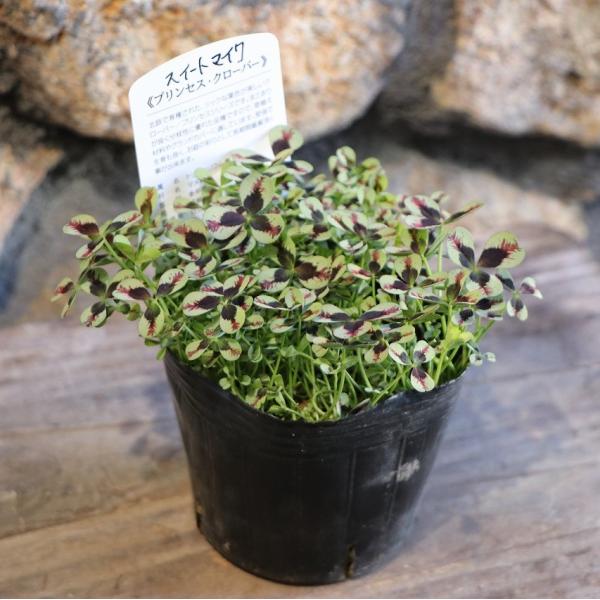 gp-yamacho_clover10