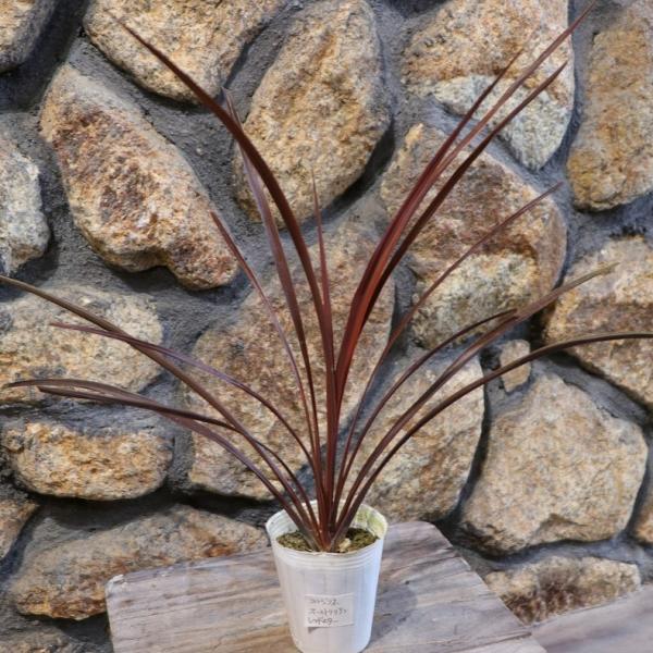 gp-yamacho_cordyline4