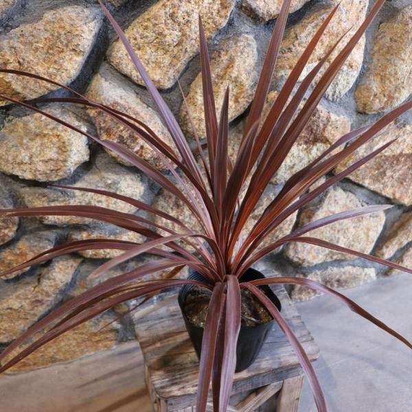 gp-yamacho_cordylinefruticosa1