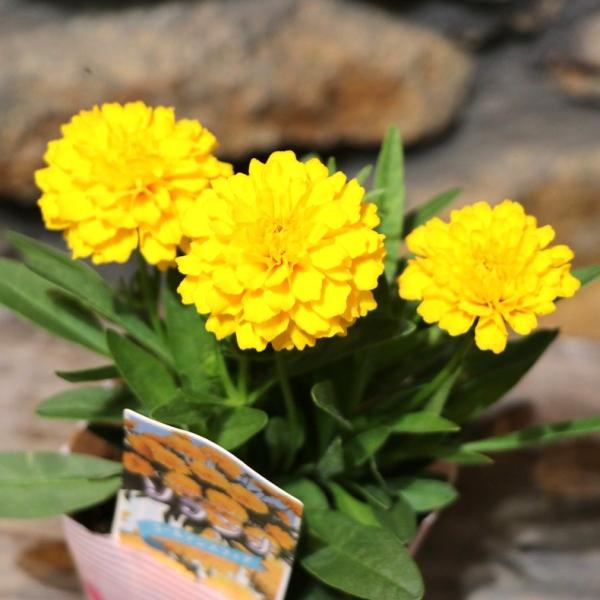 gp-yamacho_coreopsis1