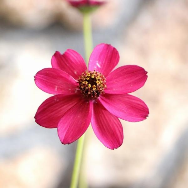 チョコレートコスモスの苗 チョコレートコスモス苗の通信販売 | LOHAS PLAZA