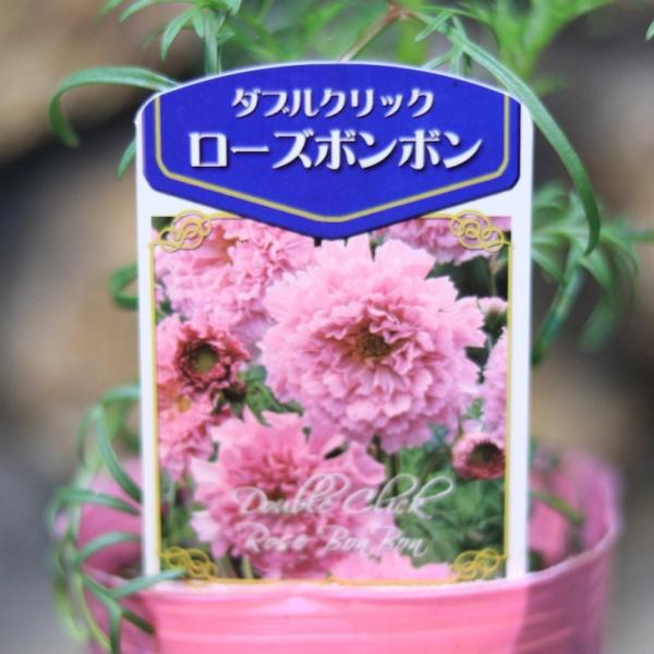 花さま　専用 いい花の新基準 : ジャパンフラワーセレクション（JFS）