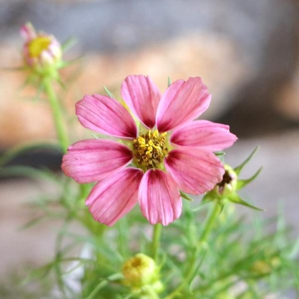 秋色コスモス アンティキティ 3〜3.5号ポット苗 コスモス 秋桜 寄せ