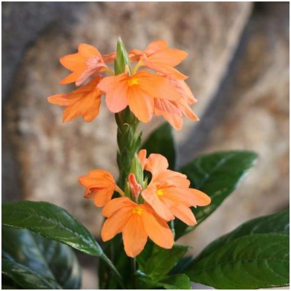 クロサンドラ オレンジ 3〜3.5号ポット苗 寄せ植え 花壇 観葉花