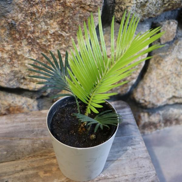 ソテツ　3 ソテツ 3号 蘇鉄 観葉植物 18605 | PLARE