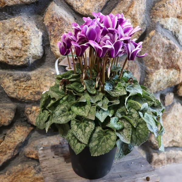 gp-yamacho_cyclamen41