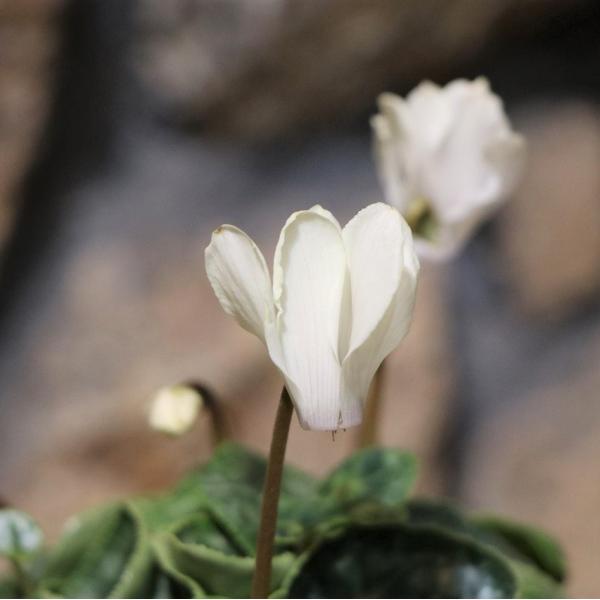 ミニシクラメン マイクロゴールデンボーイ 3号ポット苗 寄せ植え 鉢植え お洒落 オシャレ 可愛い 冬の花 花 希少種クリーム色〜淡いライムイエローの花色が可憐で気品のあるミニシクラメンです。小さめサイズで寄せ植えにぴったりです♪※こちらの...