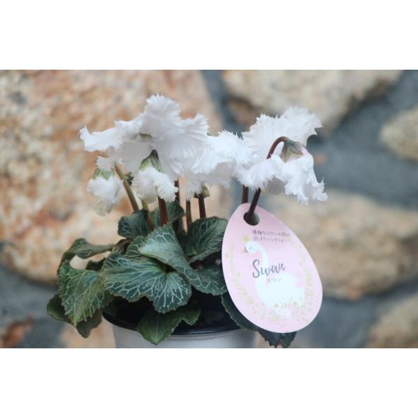 gp-yamacho_cyclamen5