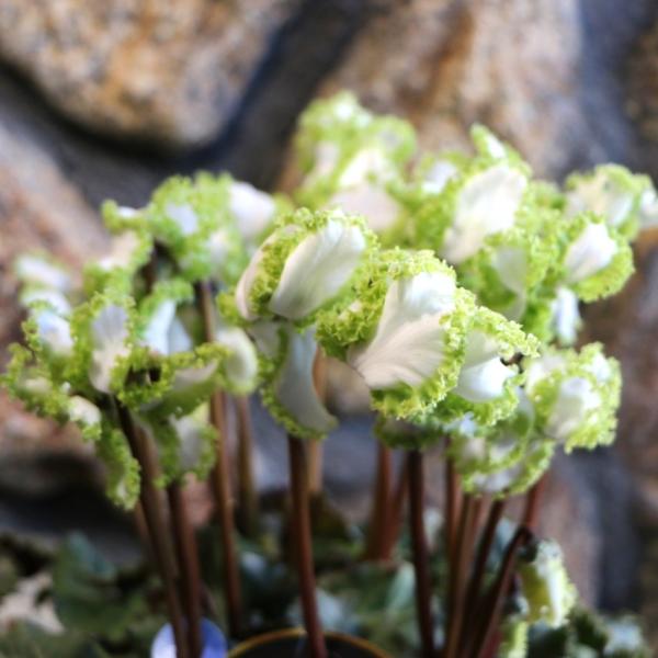 変わり咲き プレミアムシクラメン アイスプリンセス 5号鉢 底面潅水鉢 シクラメン 鉢花 ギフト プレゼント お歳暮 室内 お洒落 オシャレ 冬の花 花 希少種冬〜春の鉢花の定番シクラメンです。冬〜春の室内を色鮮やかに彩ってくれます♪水やり...