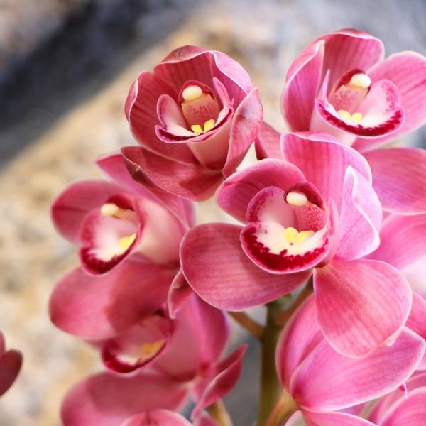 gp-yamacho_cymbidium8
