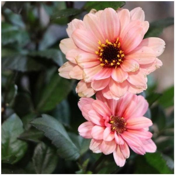 gp-yamacho_dahlia8