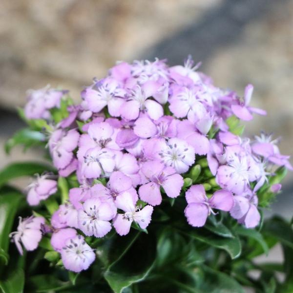 gp-yamacho_dianthus10