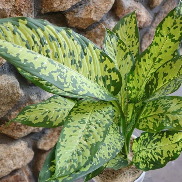 ディフェンバキア チーター 6号鉢 観葉植物 鉢植え お洒落 可愛い