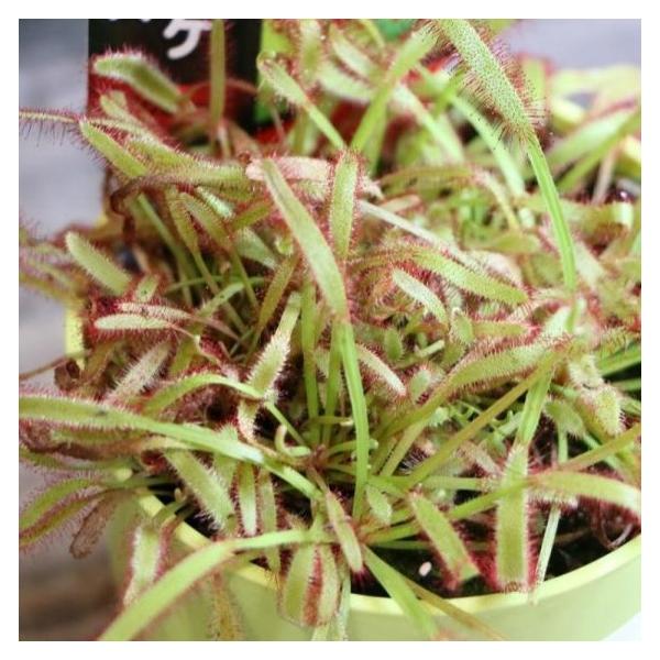 食虫植物 モウセンゴケ カペンシス 3.5号鉢 アフリカナガバ 