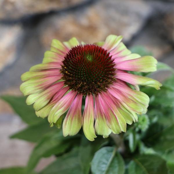 gp-yamacho_echinacea3