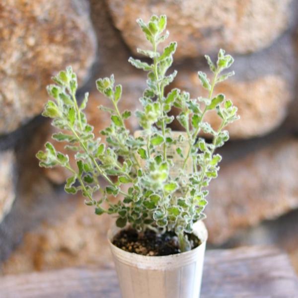 エミュープランツ フラフィー 2.5〜3号ポット苗 エレモフィラ オージープランツ 寄せ植え 花壇 鉢植え お洒落 おしゃれ 可愛い 春の花 花 苗 初心者 希少「エミュープランツ」は、ふわふわの葉とユニークな姿が面白いオージープランツです...