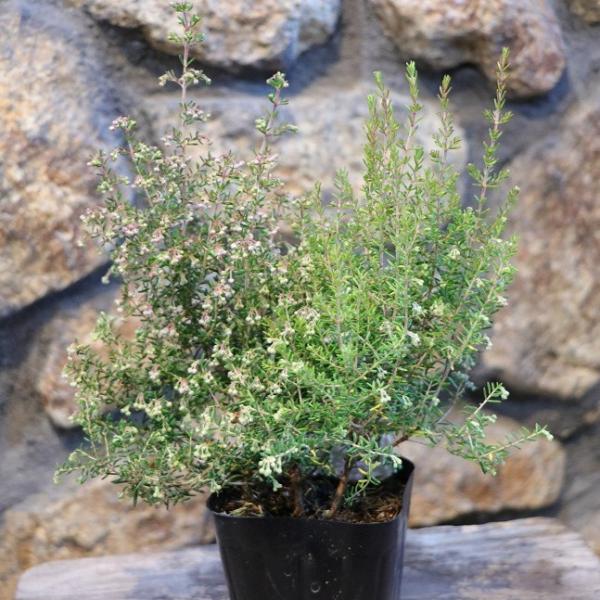 蛇の目エリカ 3〜3.5号ポット苗 エリカ ジャノメエリカ 寄せ植え 花壇 鉢植え お洒落 おしゃれ 可愛い かわいい 長持ち 花木 常緑樹 春の花 冬の花 花 苗 初心者蛇の目エリカは、薄いピンク色のツリーのような美しい姿が魅力的な植物で...