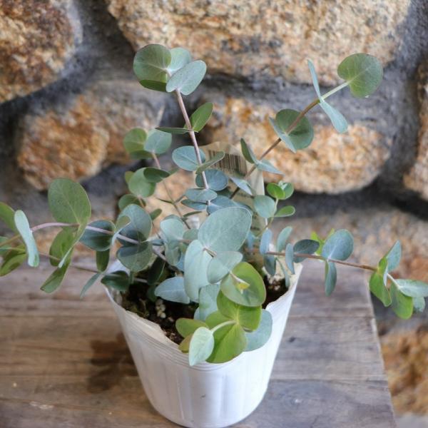 【SPRING SALE】③ユーカリ・グニー　仕立て苗♡ gp-yamacho_eucaly4