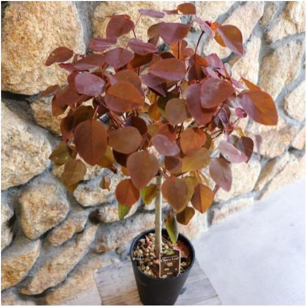 gp-yamacho_euphorbia7