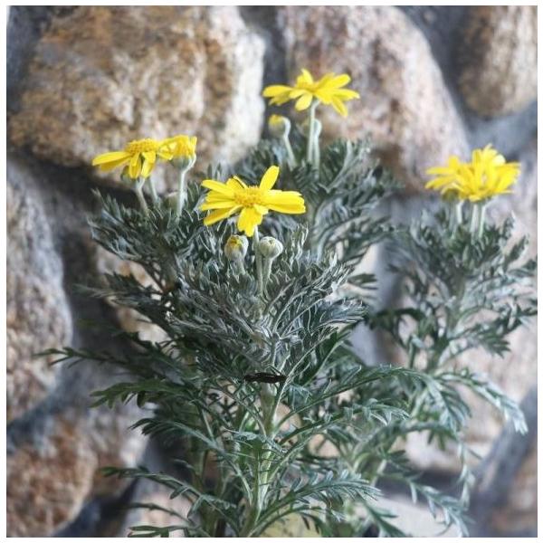 ユリオプスデージー 3号ポット苗 寄せ植え 花壇 シルバーリーフ