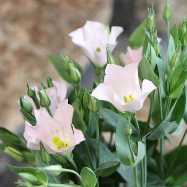 gp-yamacho_eustoma2