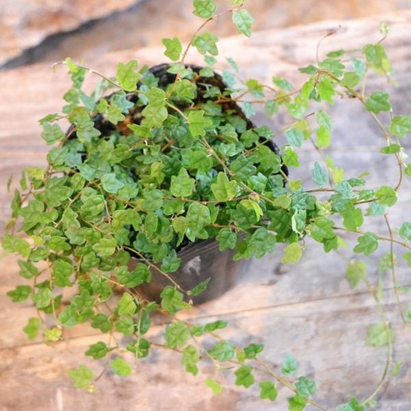 フィカス プミラ クエルキフォリア 天使のいたずら 2.5〜3号ポット苗 観葉植物 寄せ植え 鉢植え 花壇 お洒落 おしゃれ 可愛い かわいい 苗 初心者 希少「フィカス プミラ クエルキフォリア 天使のいたずら」は、1cmくらいの小さな葉...