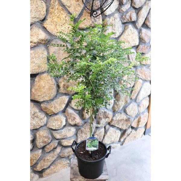 送料無料】シマトネリコ ねじり仕立て 8号鉢 トネリコ 植木 苗木