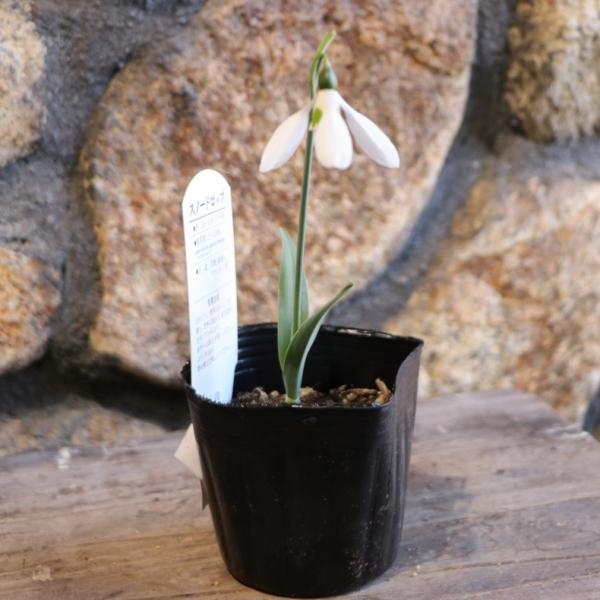 球根・芽出し苗】 スノードロップ 1球植え 3号ポット苗 寄せ植え 花壇