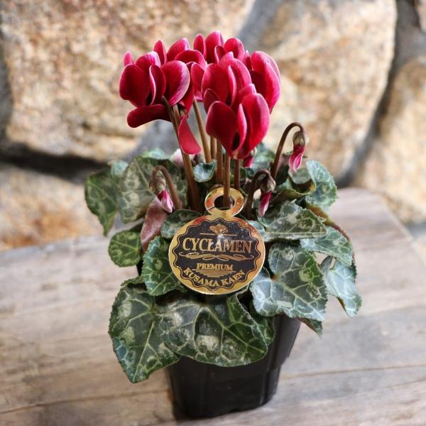 gp-yamacho_gardencyclamen18
