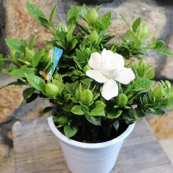 gp-yamacho_gardenia1