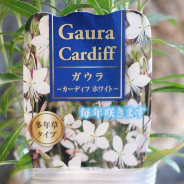ガウラ カーディフ ホワイト 3号ポット苗 白蝶草 寄せ植え 花壇 鉢植え