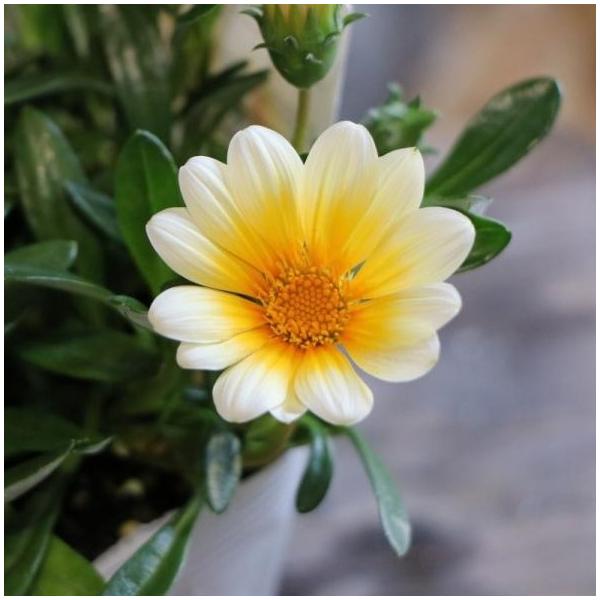 gp-yamacho_gazania3