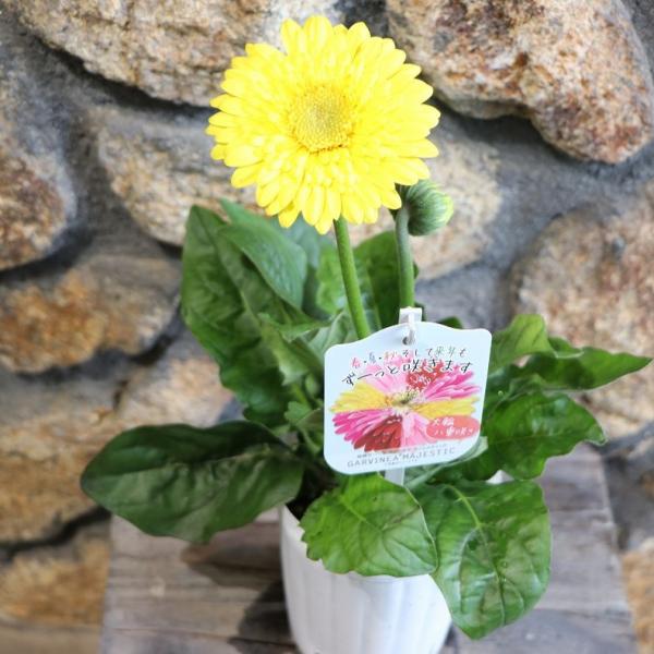 花 gp-yamacho_gerbera18