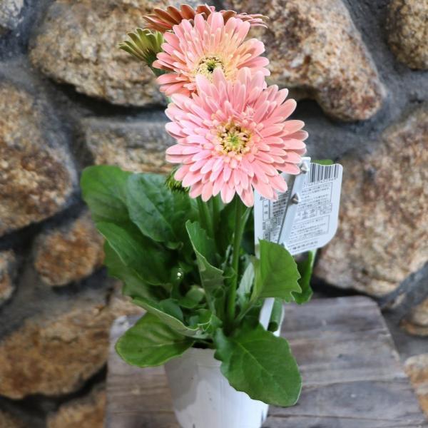 gp-yamacho_gerbera19