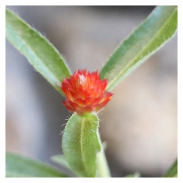 センニチコウ ストロベリーフィールド 3号ポット苗 千日紅 寄せ植え 花壇 Gomphrena1 グリーンプラザ山長ヤフーショッピング店 通販 Yahoo ショッピング